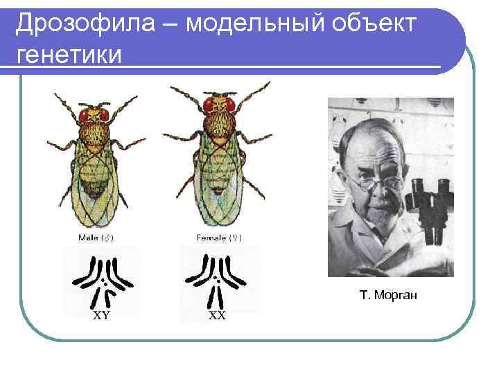 Генетическая карта дрозофилы