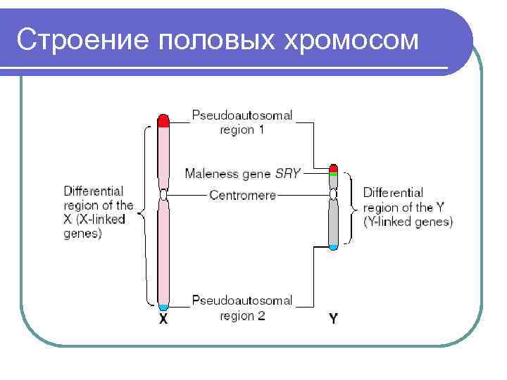 Строение половых хромосом 