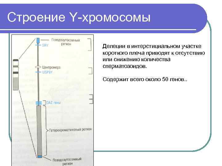 Строение Y-хромосомы Делеции в интерстициальном участке короткого плеча приводят к отсутствию или снижению количества