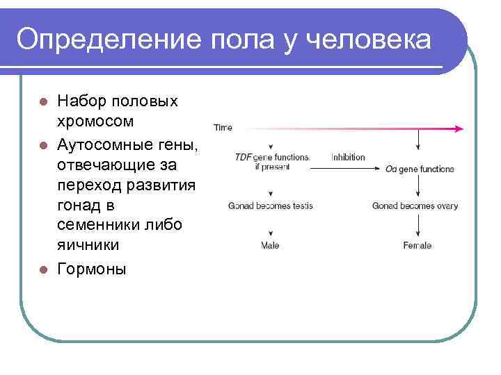 Сколько социальных полов