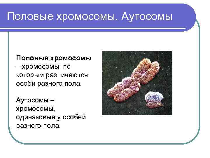 Половые хромосомы петуха