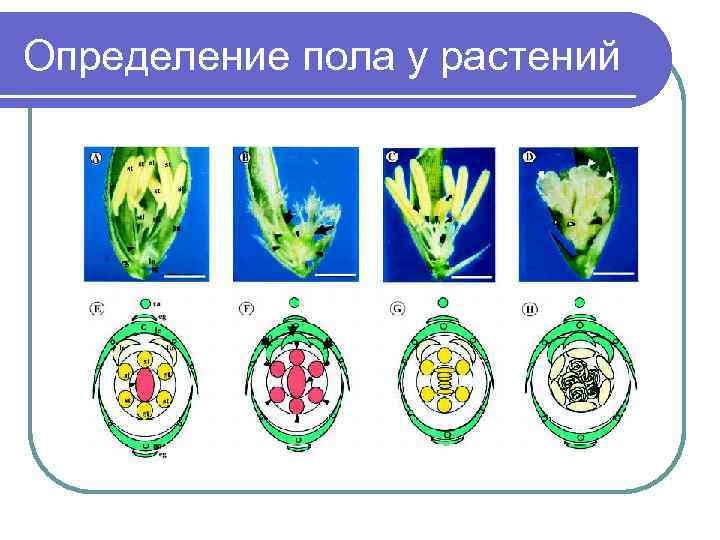 Определение пола у растений ap 3 