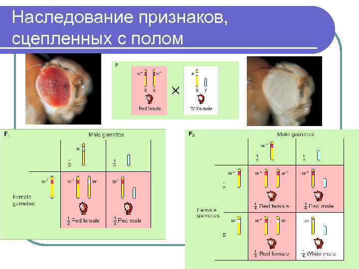 Наследование признаков, сцепленных с полом 