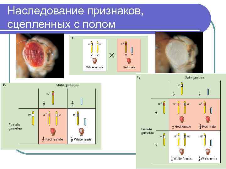 Наследование признаков с полом. Закономерности наследования признаков сцепленных с полом. Механизм наследования пола. Хромосомная теория генетика пола наследование сцепленное с полом. Гемигаметное наследование пола.