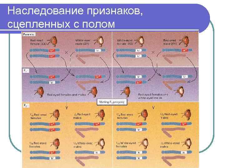 Наследование признаков, сцепленных с полом 