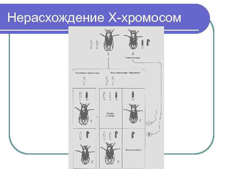 Нерасхождение Х-хромосом 