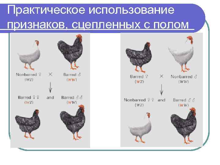 У куриц гетерогаметный женский пол. Признаки сцепленные с полом. Наследование признака пола у птиц. Наследование признаков сцепленных с полом. Практическое использование признаков сцепленных с полом.