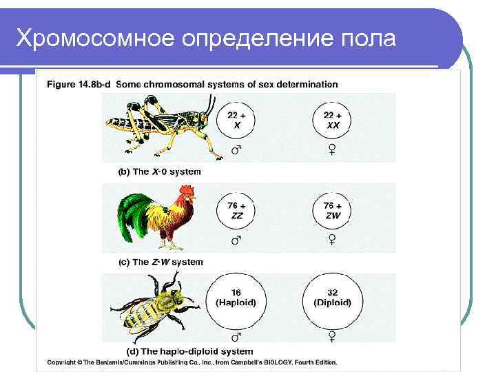 Хромосомное определение пола 