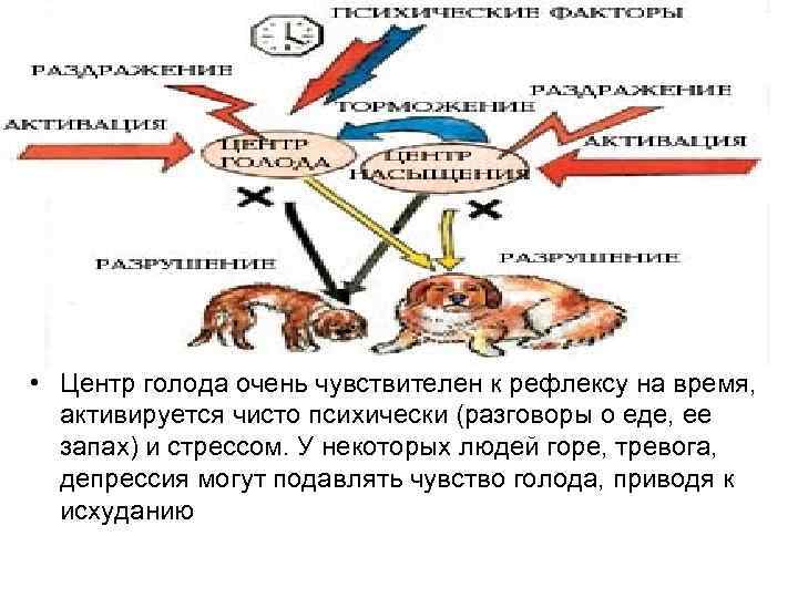  • Центр голода очень чувствителен к рефлексу на время, активируется чисто психически (разговоры