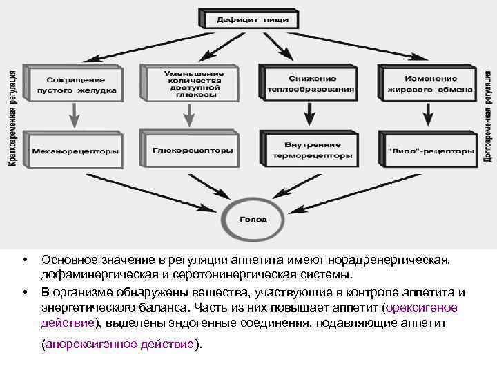  • • Основное значение в регуляции аппетита имеют норадренергическая, дофаминергическая и серотонинергическая системы.