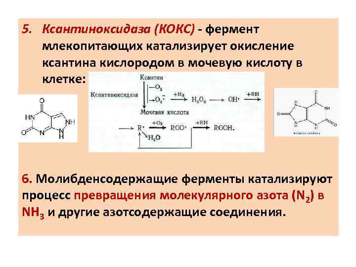 Напишите схему образования мочевой кислоты укажите названия всех ферментов