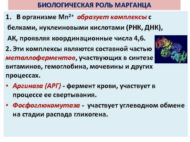 БИОЛОГИЧЕСКАЯ РОЛЬ МАРГАНЦА 1. В организме Mn 2+ образует комплексы с белками, нуклеиновыми кислотами