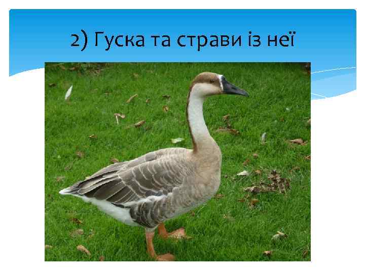 2) Гуска та страви із неї 