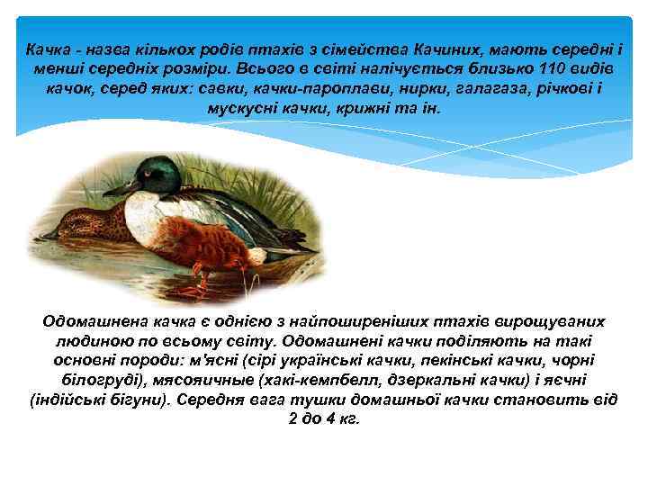 Качка - назва кількох родів птахів з сімейства Качиних, мають середні і менші середніх