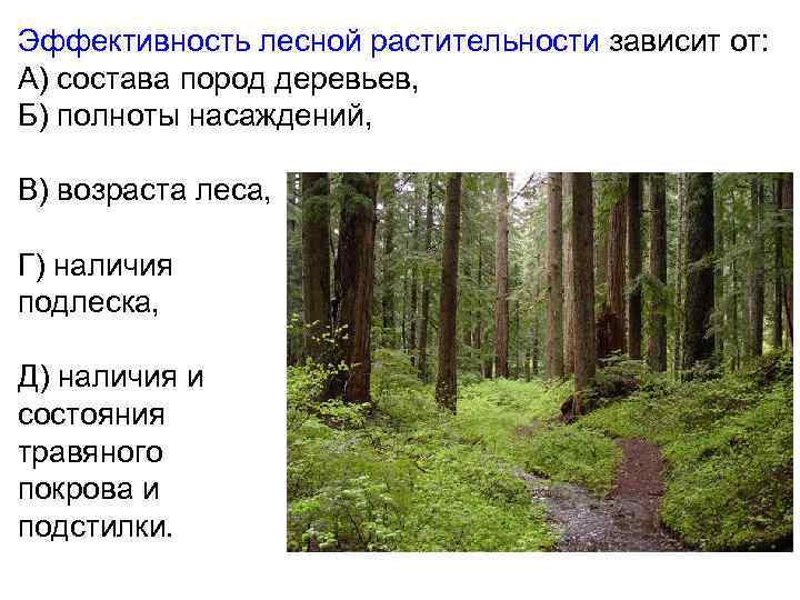 Эффективность лесной растительности зависит от: А) состава пород деревьев, Б) полноты насаждений, В) возраста