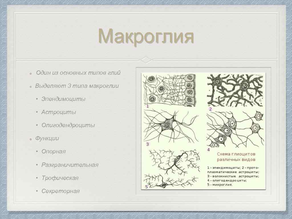 Разновидности глии схема