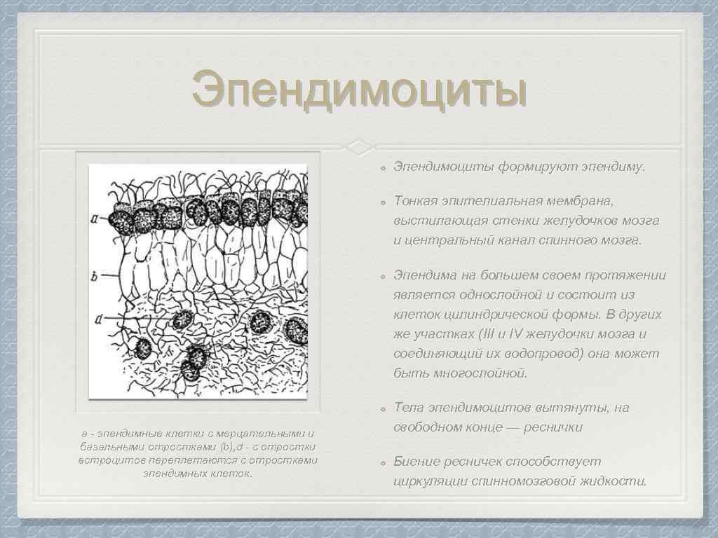 На схеме представлены клетки нейроглии первый тип клетки цилиндрической формы с ресничками