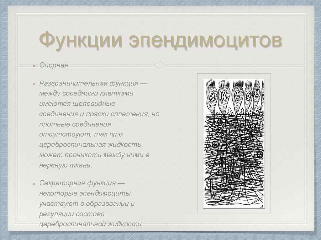 Функции эпендимоцитов Опорная Разграничительная функция — между соседними клетками имеются щелевидные соединения и пояски