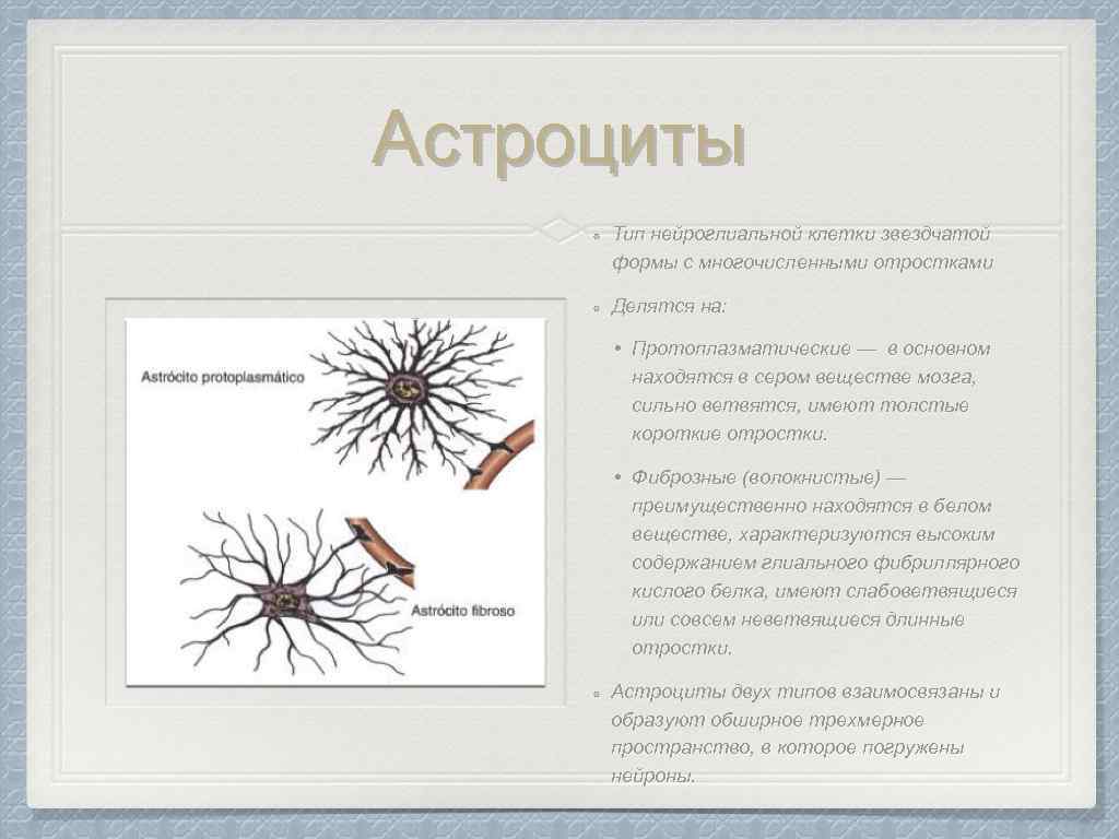 Какую форму имеют клетки. Волокнистые астроциты располагаются в. Астроцитарная глия функции. Волокнистые астроциты локализация. Клетки звездчатой формы с отростками.