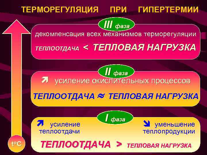 ТЕРМОРЕГУЛЯЦИЯ ПРИ ГИПЕРТЕРМИИ III фаза декомпенсация всех механизмов терморегуляции ТЕПЛООТДАЧА < ТЕПЛОВАЯ НАГРУЗКА II
