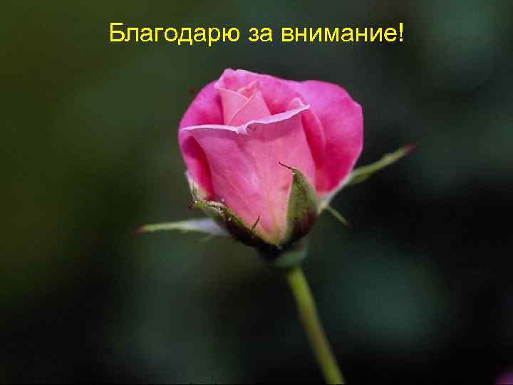 Благодарю за внимание! 