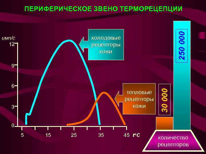 250 000 ПЕРИФЕРИЧЕСКОЕ ЗВЕНО ТЕРМОРЕЦЕПЦИИ холодовые рецепторы кожи имп/с 12 6 тепловые рецепторы кожи