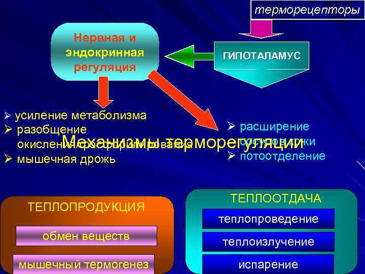 терморецепторы Нервная и эндокринная регуляция ГИПОТАЛАМУС Ø усиление метаболизма Ø расширение Ø разобщение сосудов