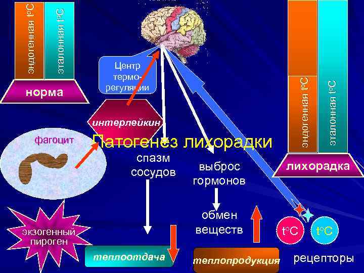 интерлейкин фагоцит Патогенез лихорадки спазм сосудов выброс гормонов обмен веществ экзогенный пироген теплоотдача теплопродукция