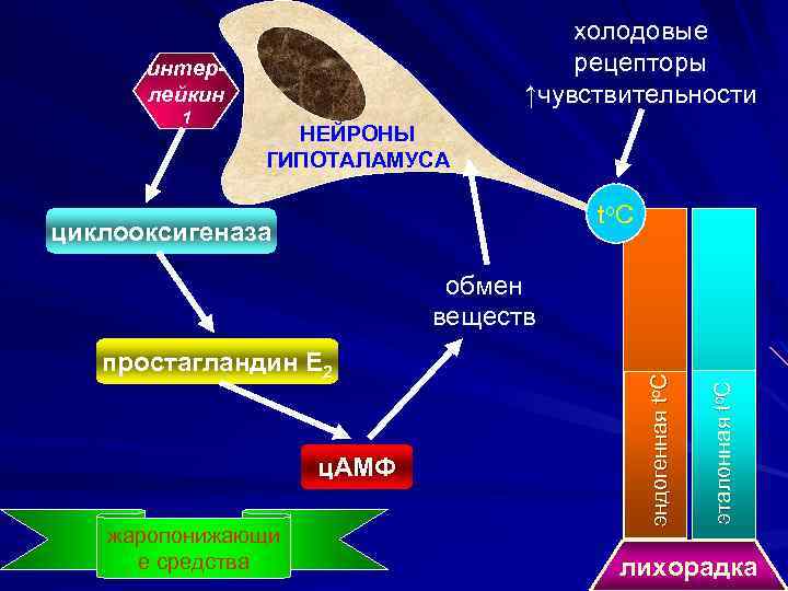 холодовые рецепторы ↑чувствительности интерлейкин 1 НЕЙРОНЫ ГИПОТАЛАМУСА t o. C циклооксигеназа ц. АМФ жаропонижающи