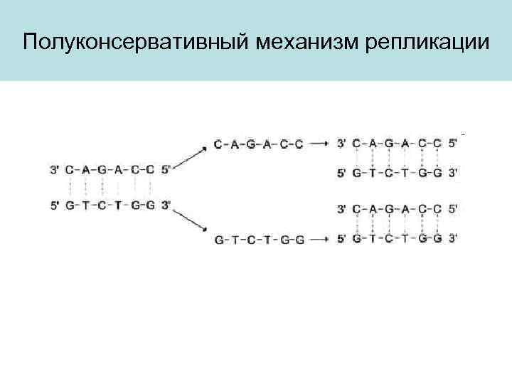 Полуконсервативный механизм репликации 