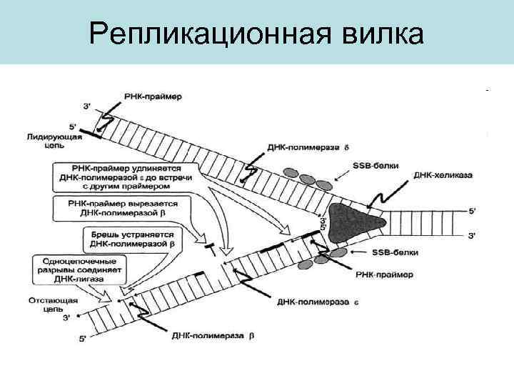 Репликационная вилка 