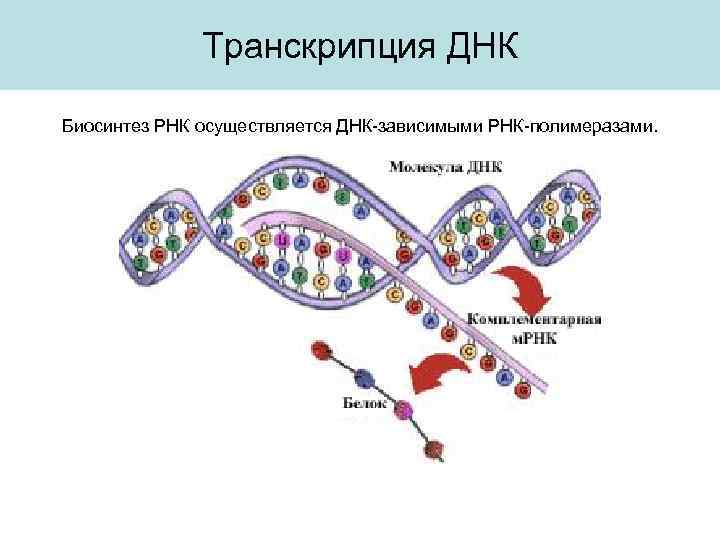 Схема транскрипции рнк