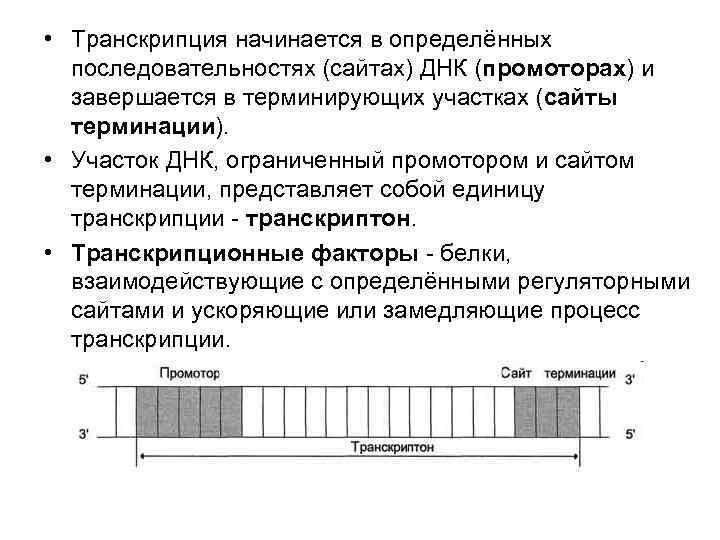  • Транскрипция начинается в определённых последовательностях (сайтах) ДНК (промоторах) и завершается в терминирующих