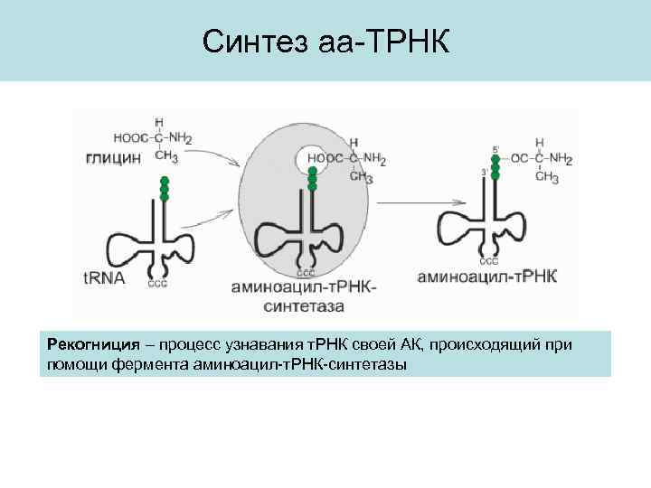 Синтез аа-ТРНК Рекогниция – процесс узнавания т. РНК своей АК, происходящий при помощи фермента