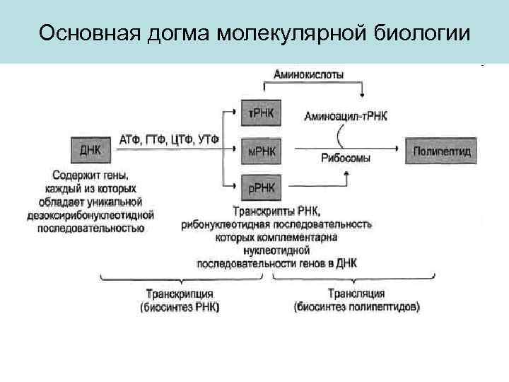 Основная догма молекулярной биологии 