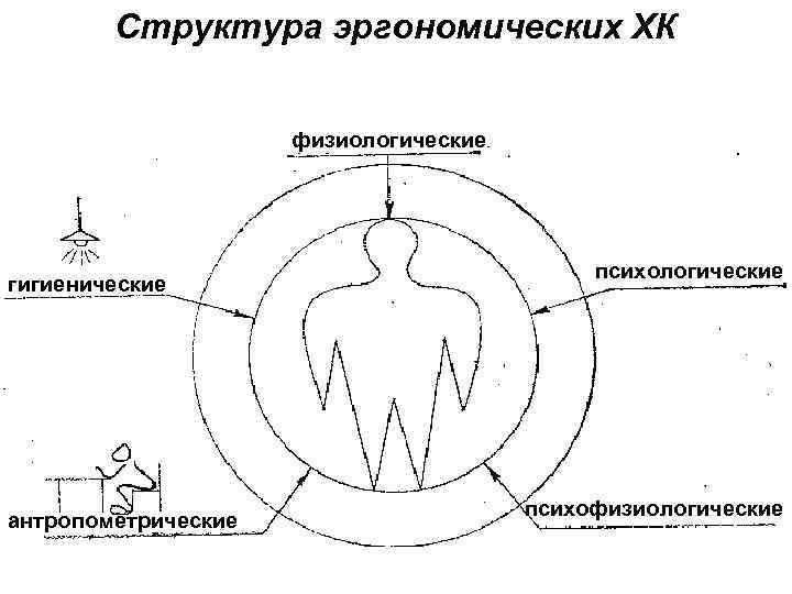 Структура эргономических ХК физиологические гигиенические антропометрические психологические психофизиологические 