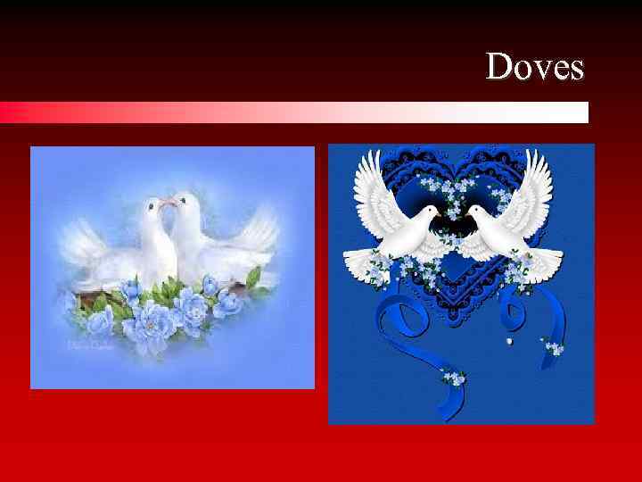 Doves 