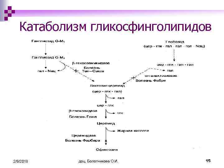 Катаболизм гликосфинголипидов 2/9/2018 доц. Болотникова О. И. 15 