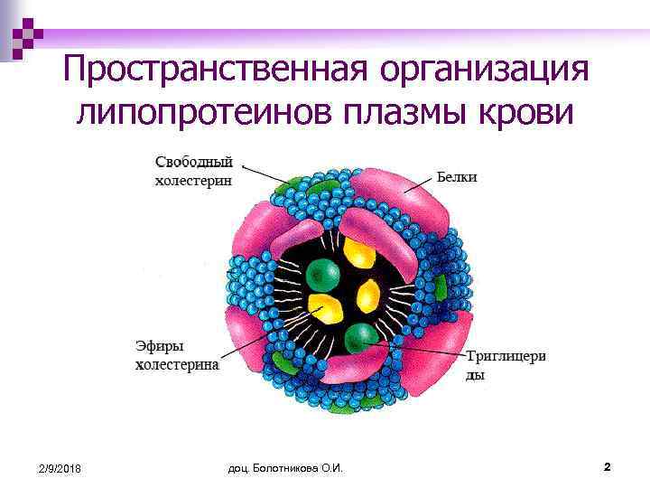 Пространственная организация липопротеинов плазмы крови 2/9/2018 доц. Болотникова О. И. 2 