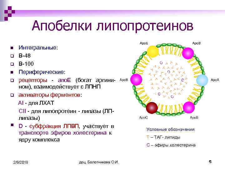 Апобелки липопротеинов n q q § Интегральные: В-48 В-100 Периферические: рецепторы - апо. Е