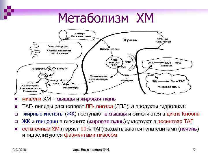 Метаболизм ХМ n n q q n мишени ХМ – мышцы и жировая ткань