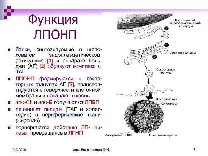 Функция ЛПОНП n n n белки, синтезируемые в шероховатом эндоплазматическом ретикулуме [1] и аппарате