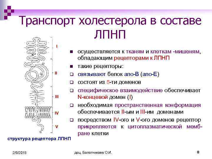 Транспорт холестерола в составе ЛПНП I n n II q q q III q