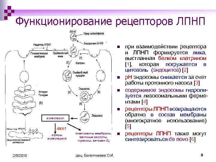 Функционирование рецепторов ЛПНП n n n [6] n холестерол АХАТ эфиры холестерина 2/9/2018 компоненты