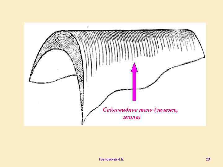 Седловидное тело (залежь, жила) жила Грановская Н. В. 20 