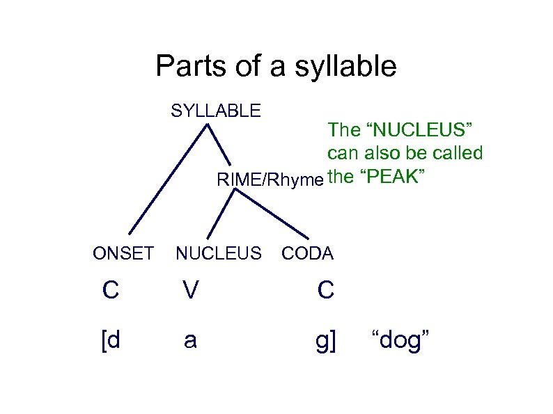 Parts of a syllable SYLLABLE The “NUCLEUS” can also be called RIME/Rhyme the “PEAK”