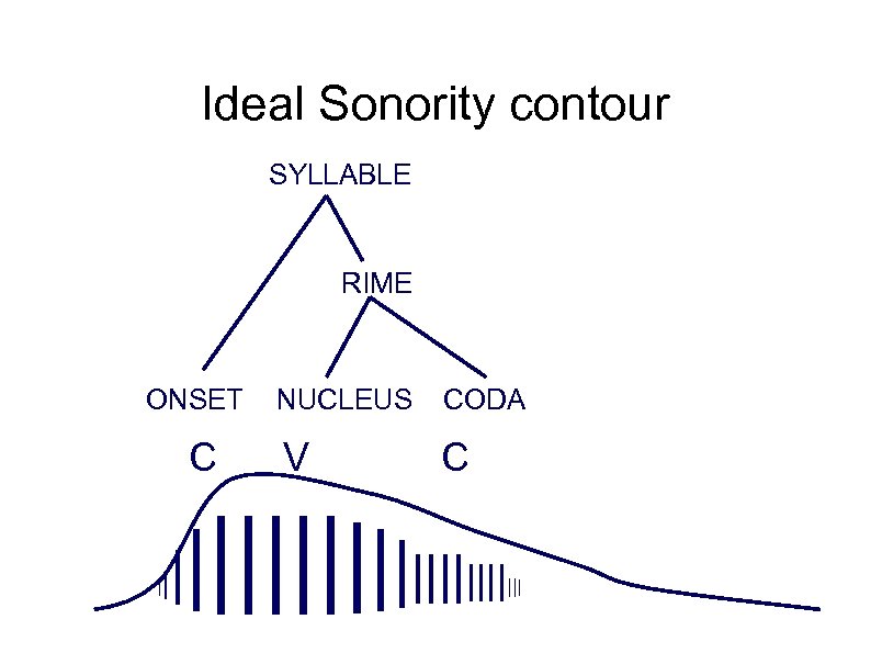 Ideal Sonority contour SYLLABLE RIME ONSET C | | || NUCLEUS CODA V C