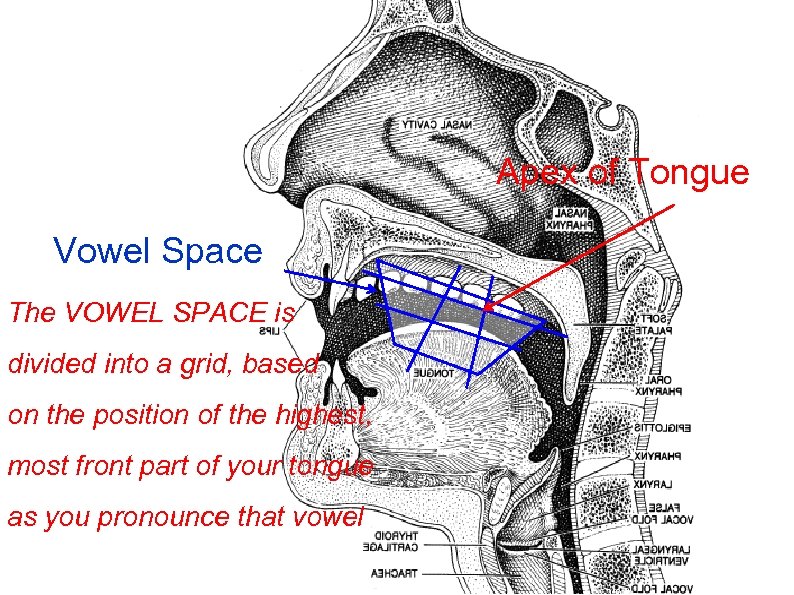 Vowels Apex of Tongue Vowel Space The VOWEL SPACE is divided into a grid,