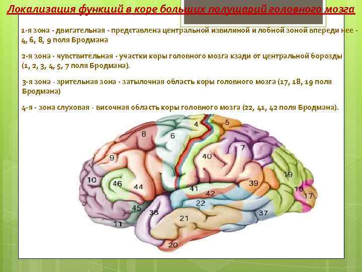 Локализация функций в коре больших полушарий головного мозга 1 -я зона - двигательная -