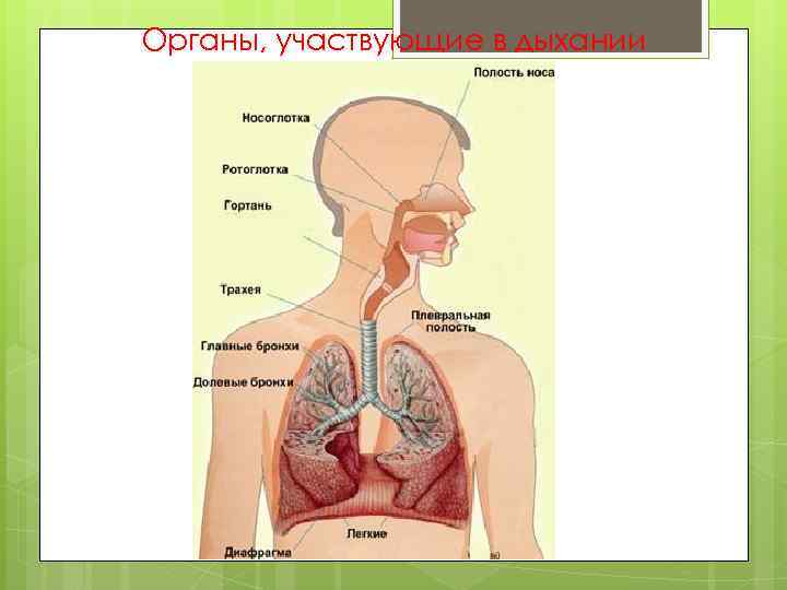 Органы, участвующие в дыхании 